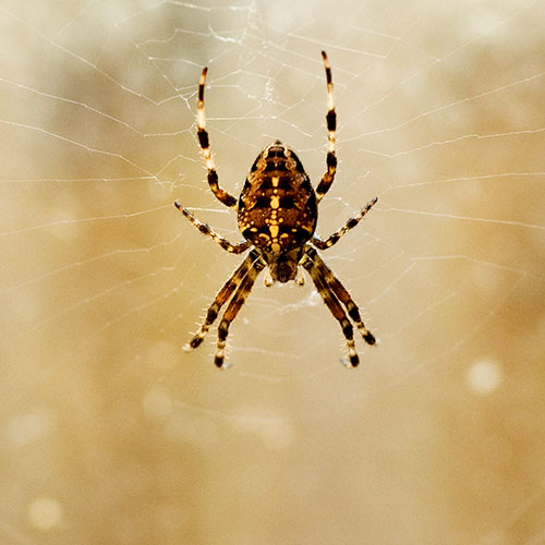 http://photos.englishrules.com/nature/garage-spider.jpg