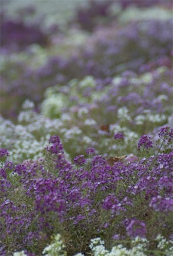 Purple and White Flowers
