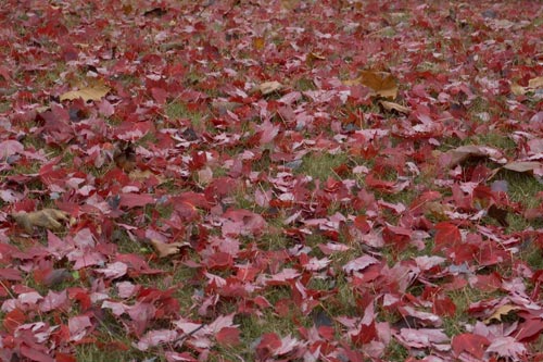 Leaves on the Grass