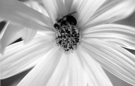 Bee on the Daisy