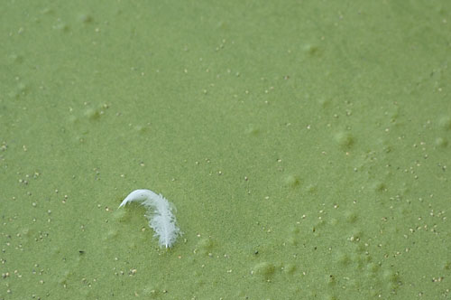 Feather on the Algae