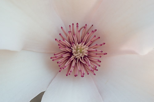 Magnolia Petal – Top View