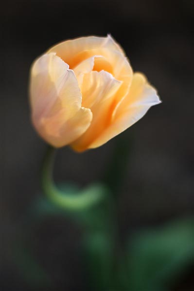 Peach Tulip