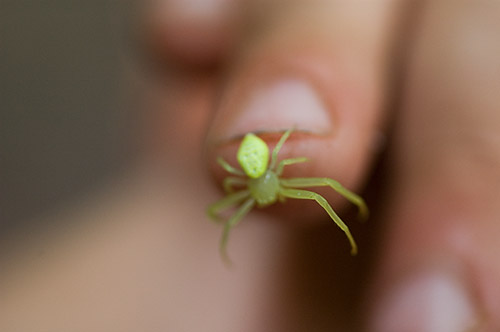 Spider on Finger