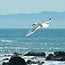 Gull at Muir Beach