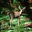 Fawn in Muir Woods