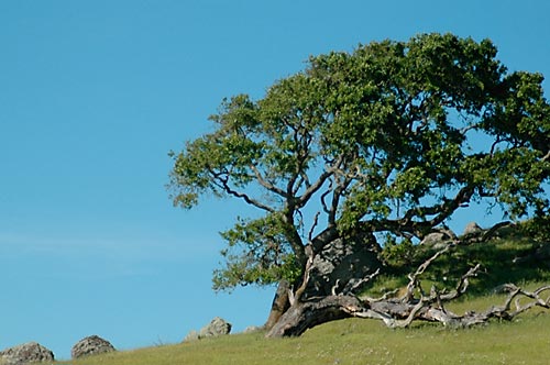 Tree on the Hill